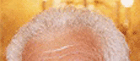anni_argento